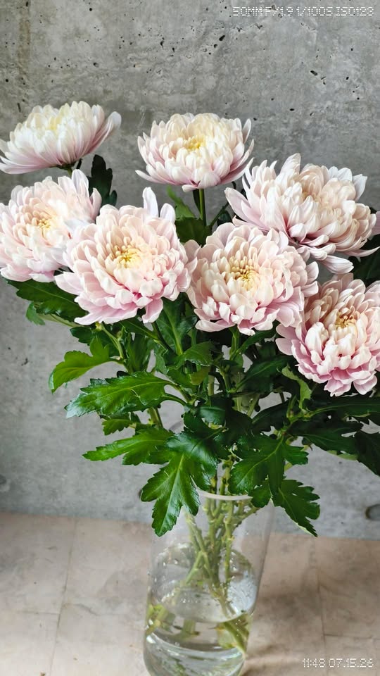 【8月】花育教室 マムの花活けレッスン
