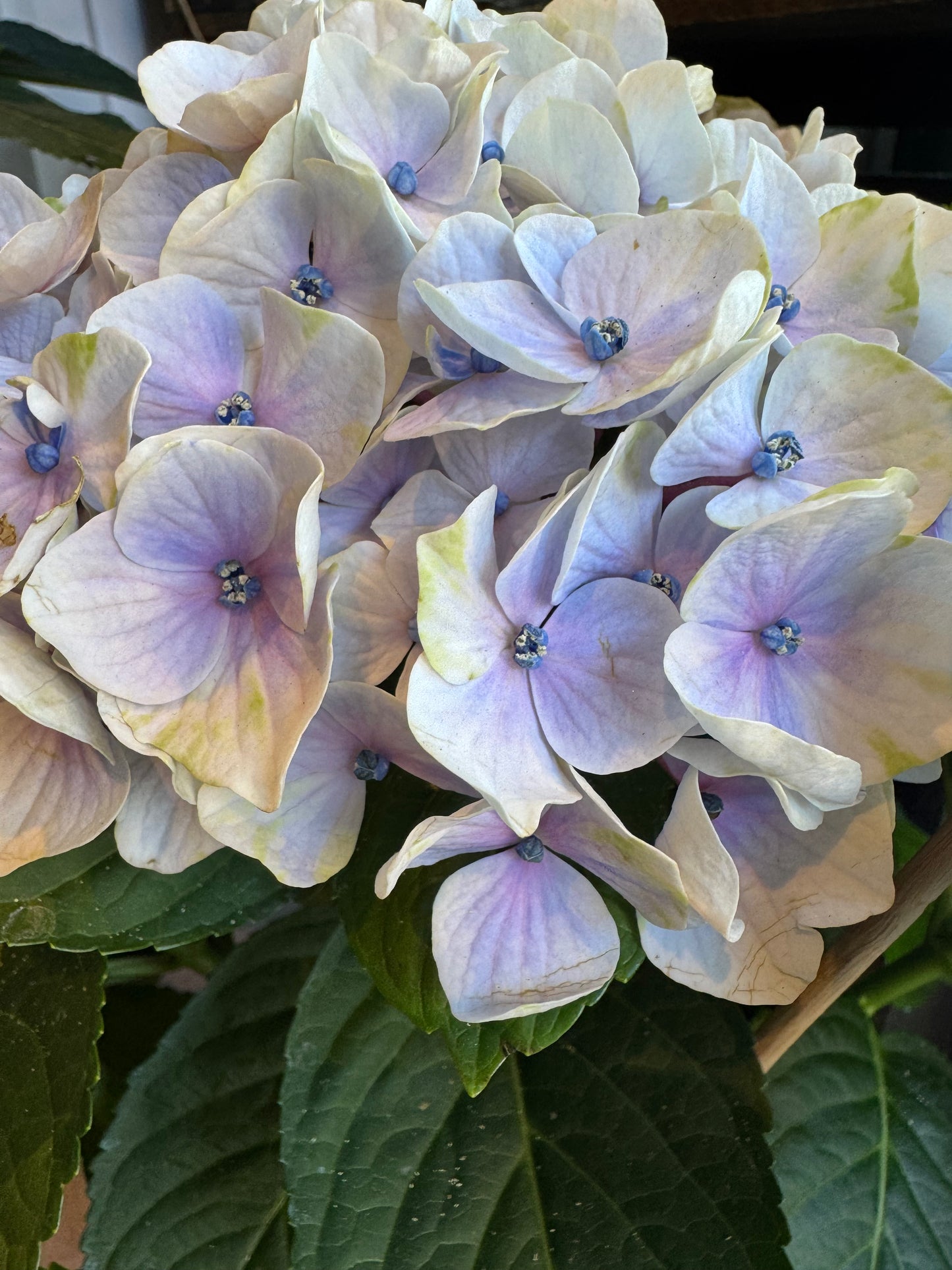 【6月】紫陽花守り・夏のスワッグレッスン