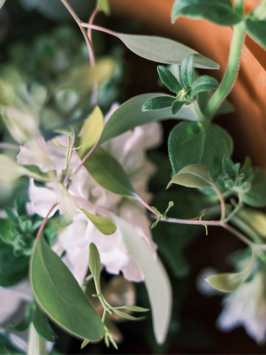 〈オープン記念〉フラワーチケット