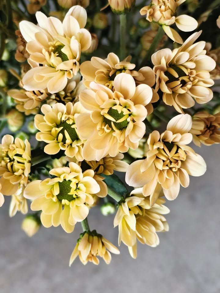【8月】花育教室 マムの花活けレッスン
