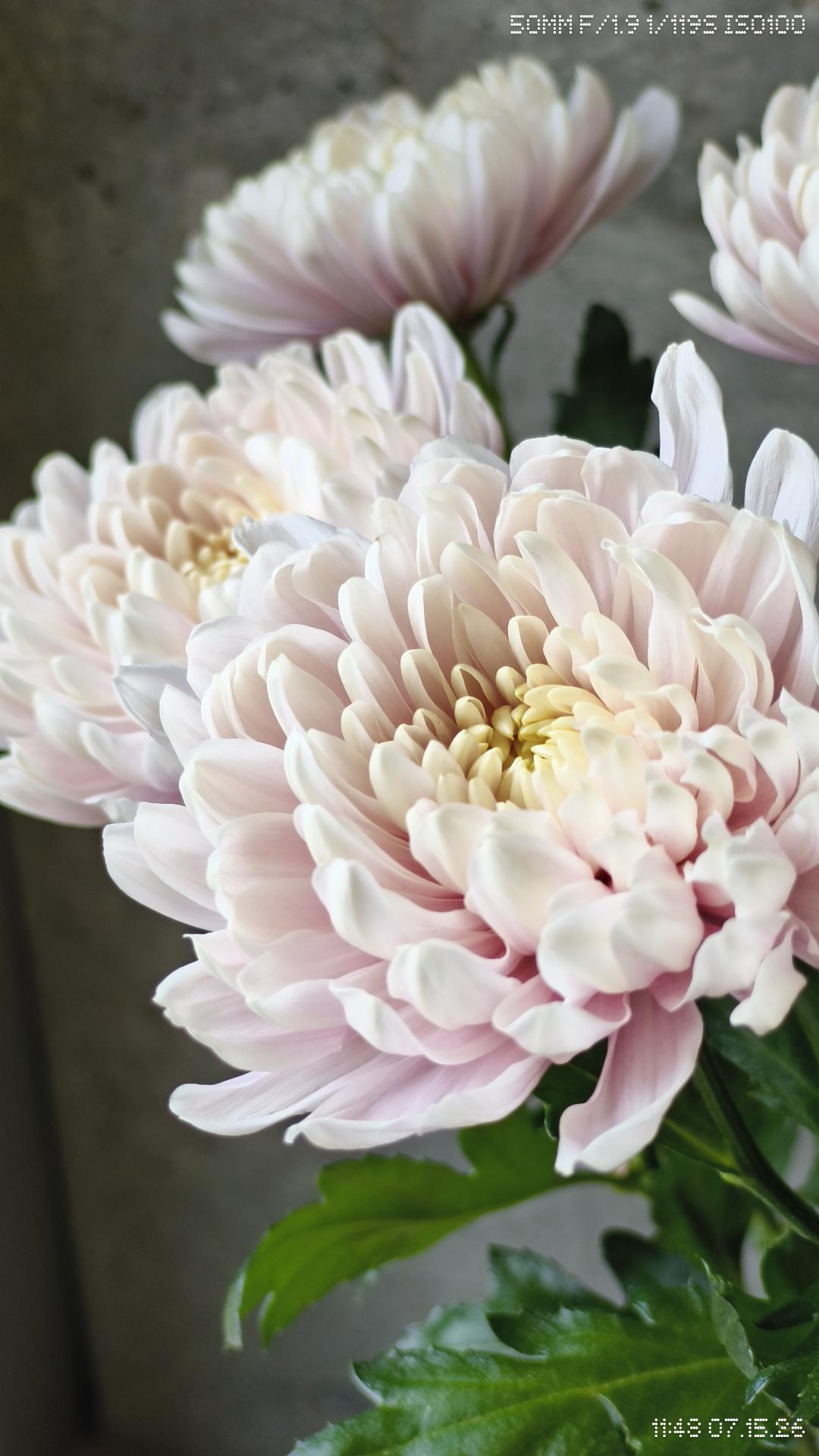 【8月】花育教室 マムの花活けレッスン