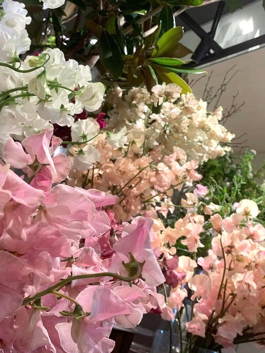 【1月】スイートピーのレッスン