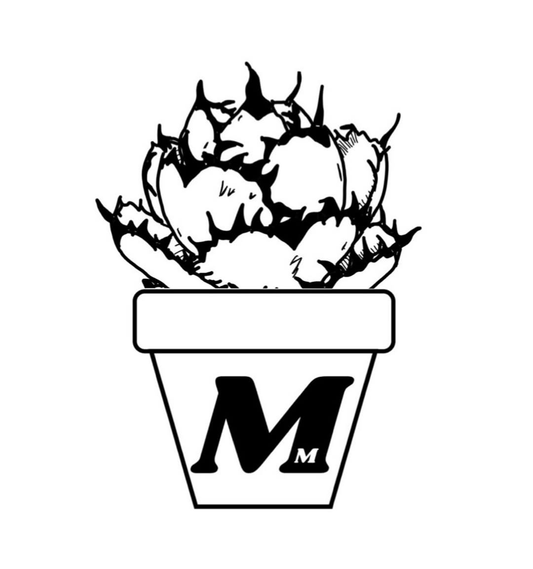 【鉢物】アロエ・アガぺを選んで植える会